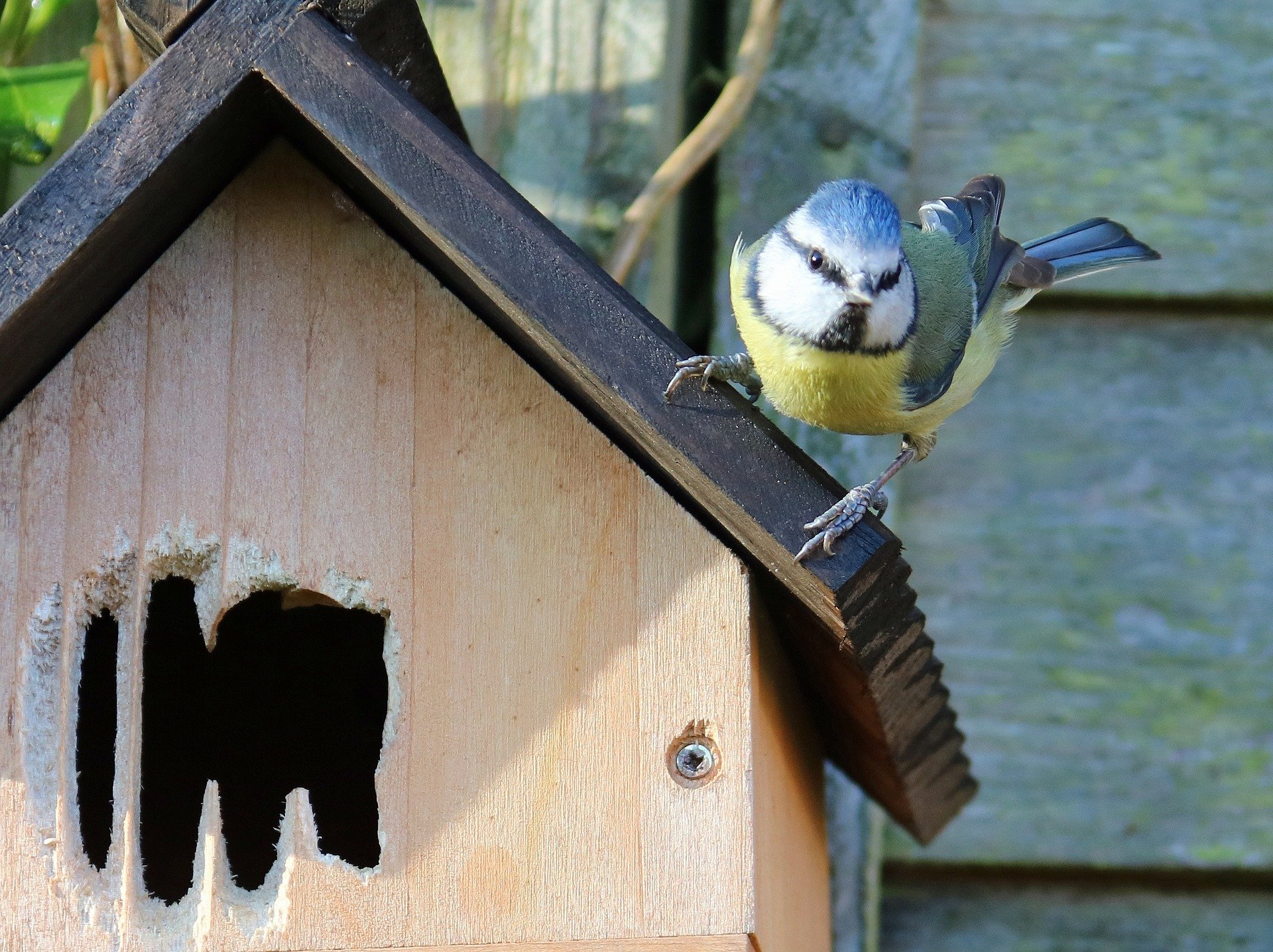 Marko 6 pc Traditional Wooden Nesting Boxes Bird Nest Wood House Small Birds Bluetit